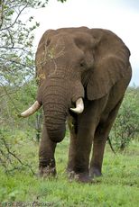 Afrikanischer Elefant (131 von 131).jpg